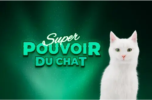 Feu Vert